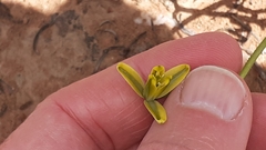 Albuca viscosa