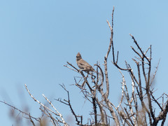 Pseudoseisura gutturalis