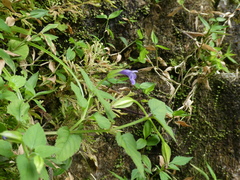 Torenia asiatica