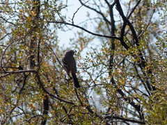 Anairetes flavirostris