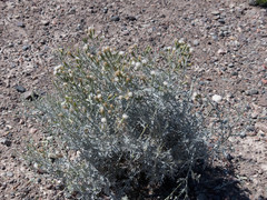 Senecio leucostachys