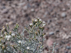 Senecio leucostachys