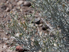 Senecio leucostachys