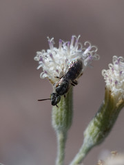 Pseudagapostemon