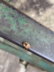 Cryptocephalus mutabilis