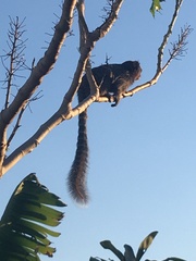 Callithrix penicillata