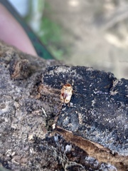 Cryptocephalus mutabilis