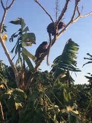 Callithrix penicillata