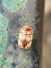 Cryptocephalus mutabilis