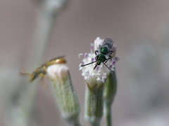 Caenohalictus thamyris
