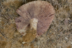 Russula ventricosipes