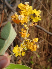 Byrsonima verbascifolia