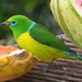 Blue-naped Chlorophonia - Photo (c) barloventomagico, some rights reserved (CC BY-NC-ND)