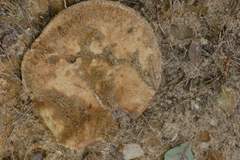 Russula ventricosipes