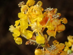 Byrsonima verbascifolia