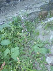 Scutellaria discolor