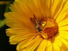 Scoliidae