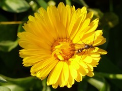 Scoliidae