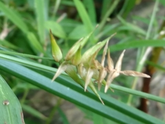 Carex lonchocarpa