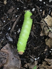 Antheraea polyphemus