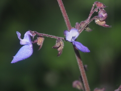 Scutellaria discolor