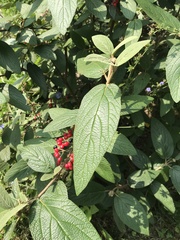 Viburnum rhytidophyllum