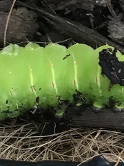 Antheraea polyphemus