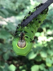 Antheraea polyphemus