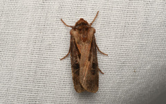 Agrotis vancouverensis