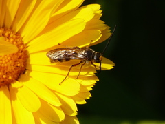 Scoliidae