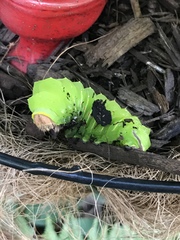 Antheraea polyphemus