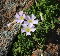 Oxalis comosa