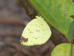Eurema hecabe solifera