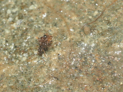 Leptopodomorpha