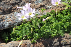 Oxalis comosa