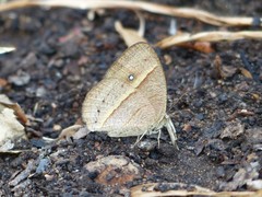 Brakefieldia perspicua