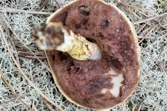 Austroboletus subflavidus