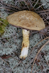 Austroboletus subflavidus