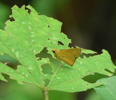 Cupitha purreea