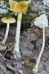 Amanita levistriata