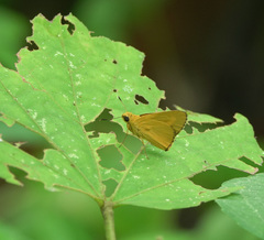 Cupitha purreea