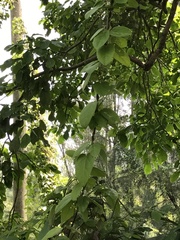 Paederia foetida