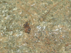 Leptopodomorpha