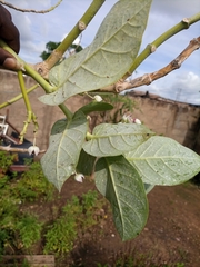 Calotropis procera image