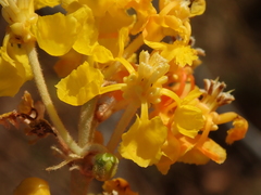 Byrsonima verbascifolia