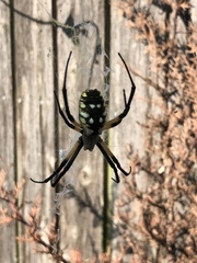 Argiope aurantia