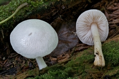 Pluteus tomentosulus