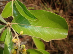Byrsonima verbascifolia