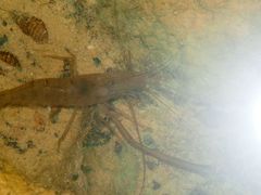 Macrobrachium sintangense