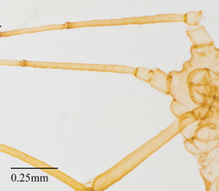 Hyperomyzus lactucae